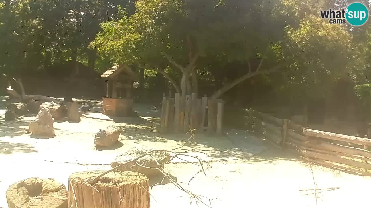 Zoo Zagreb – Haubenkapuziner