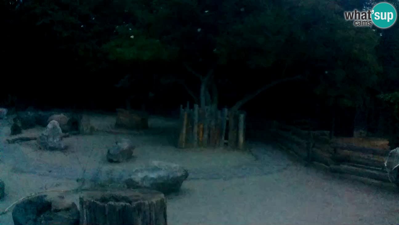 Zoo Zagreb – Brown Capuchin