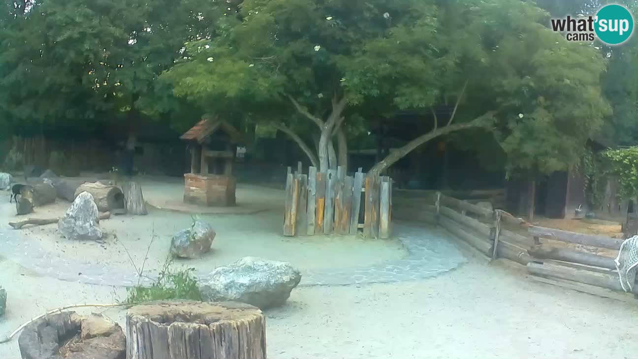 Zoo Zagreb – Rjava kapucinka