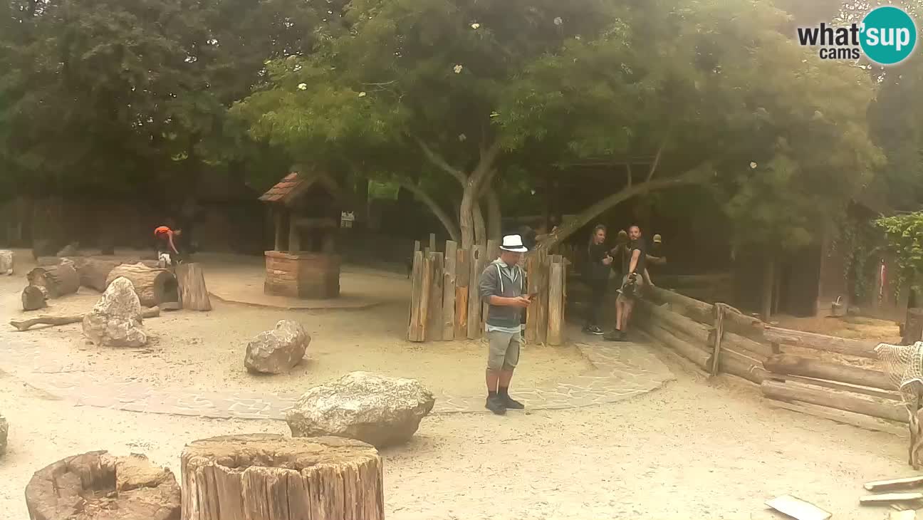 Zoo Zagreb – Brown Capuchin
