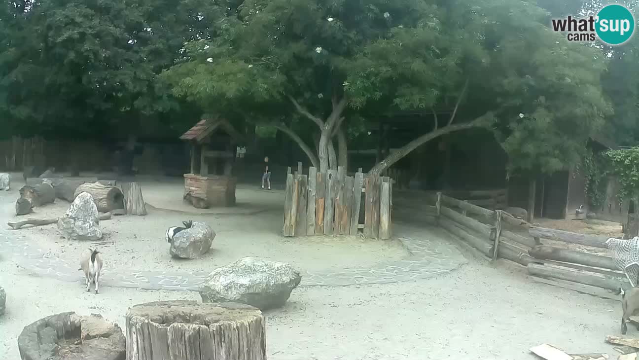 Zoo Zagreb – Rjava kapucinka