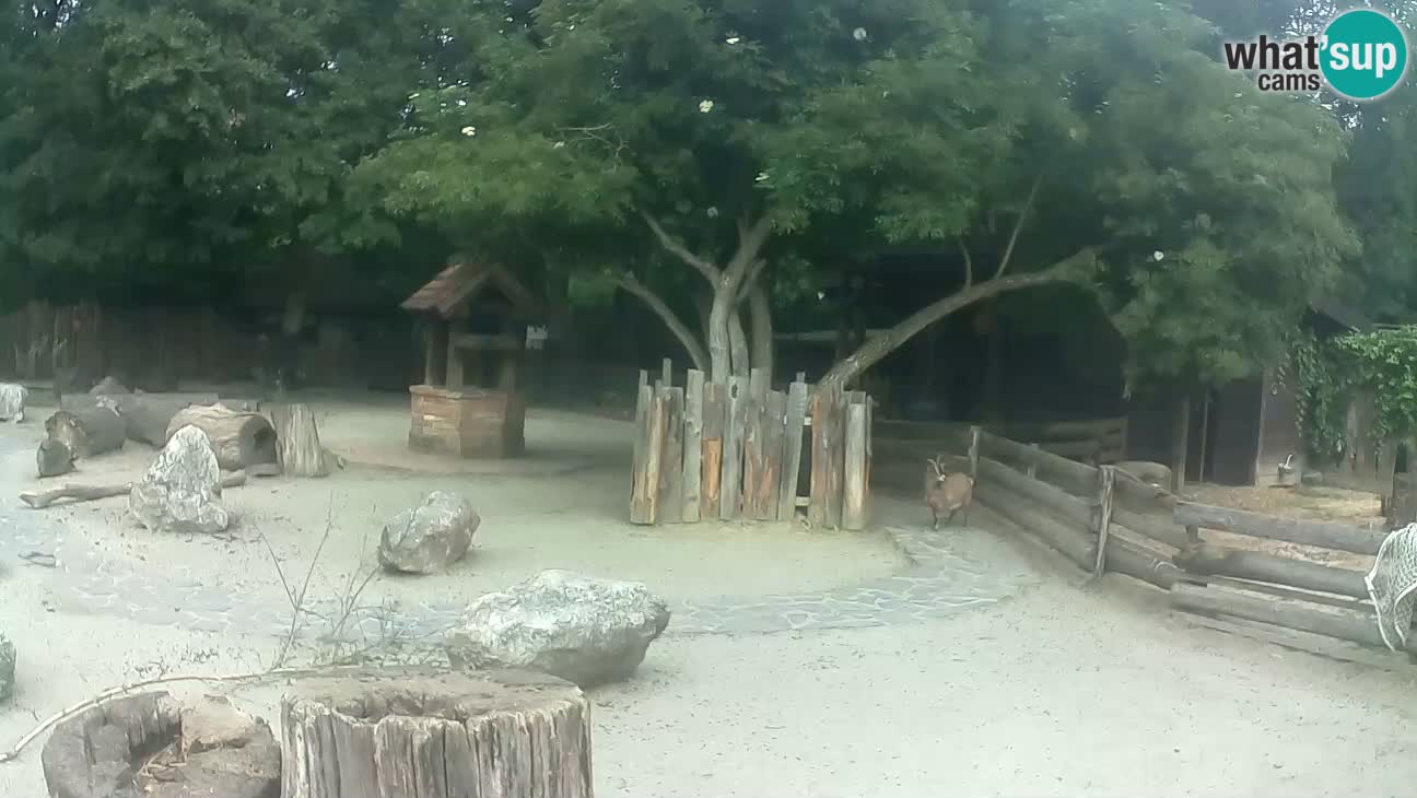 Zoo Zagreb – Haubenkapuziner