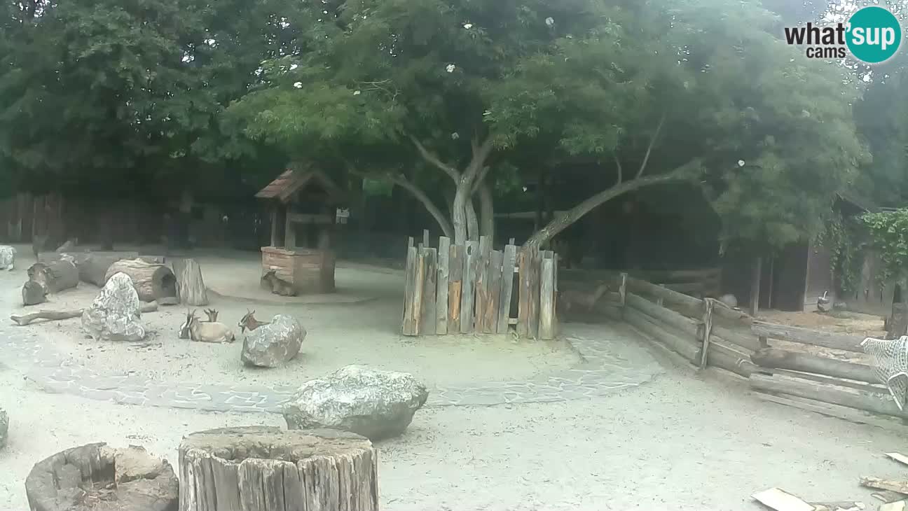 Zoo Zagreb – Cebus apella
