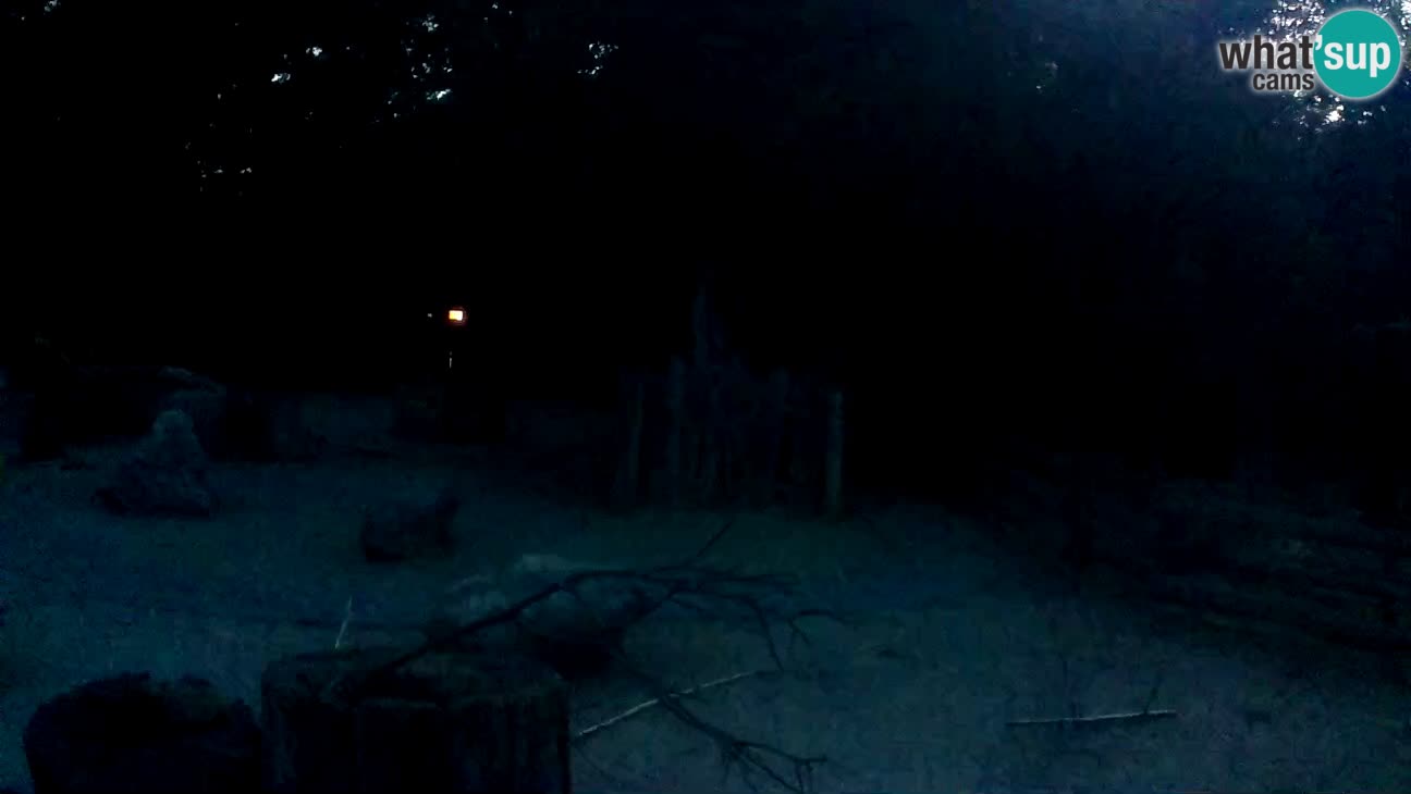 Zoo Zagreb – Brown Capuchin