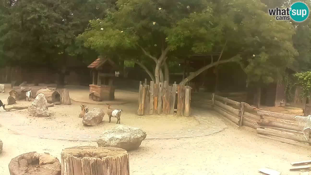 Zoo Zagreb – Rjava kapucinka