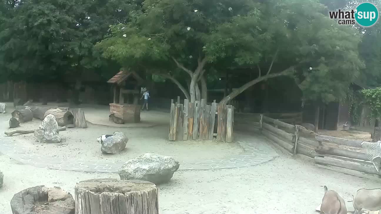 Zoo Zagreb – Brown Capuchin