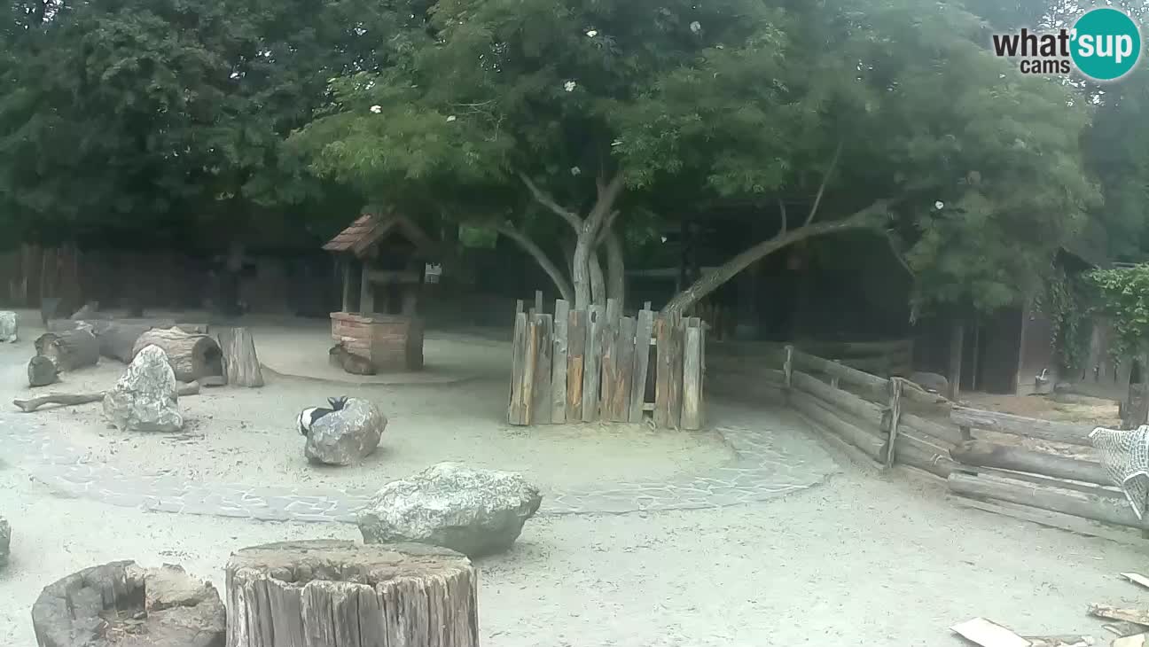 Zoo Zagreb – Cebus apella