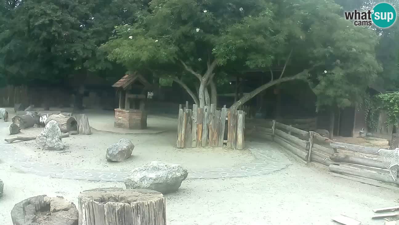 Zoo Zagreb – Cebus apella