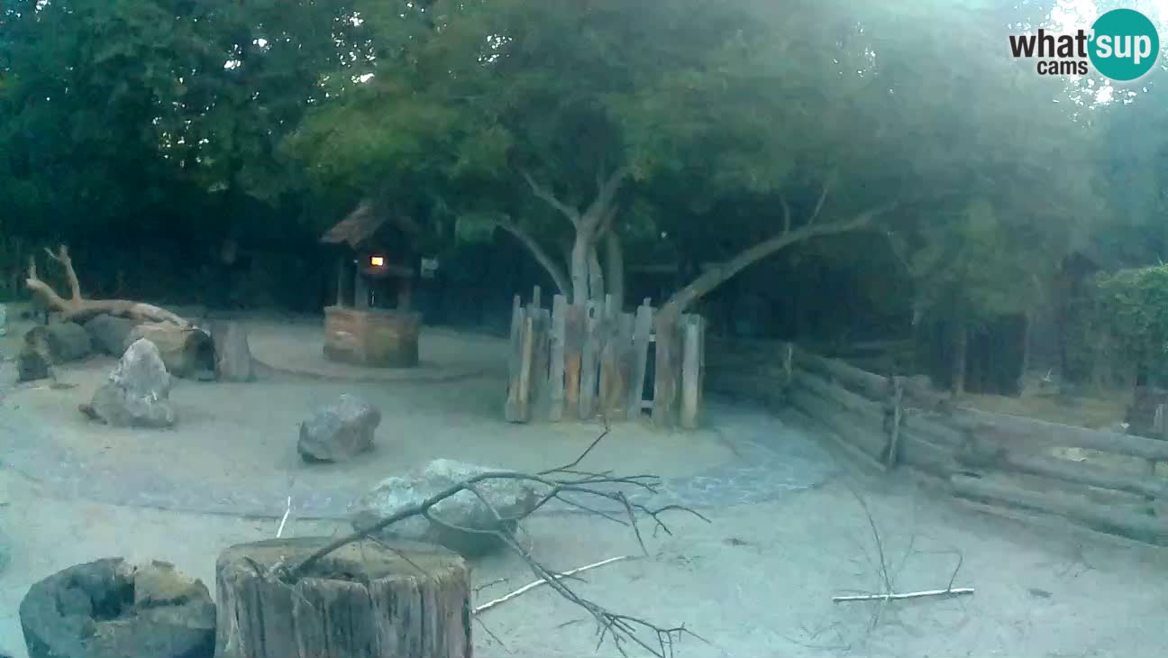 Zoo Zagreb – Brown Capuchin