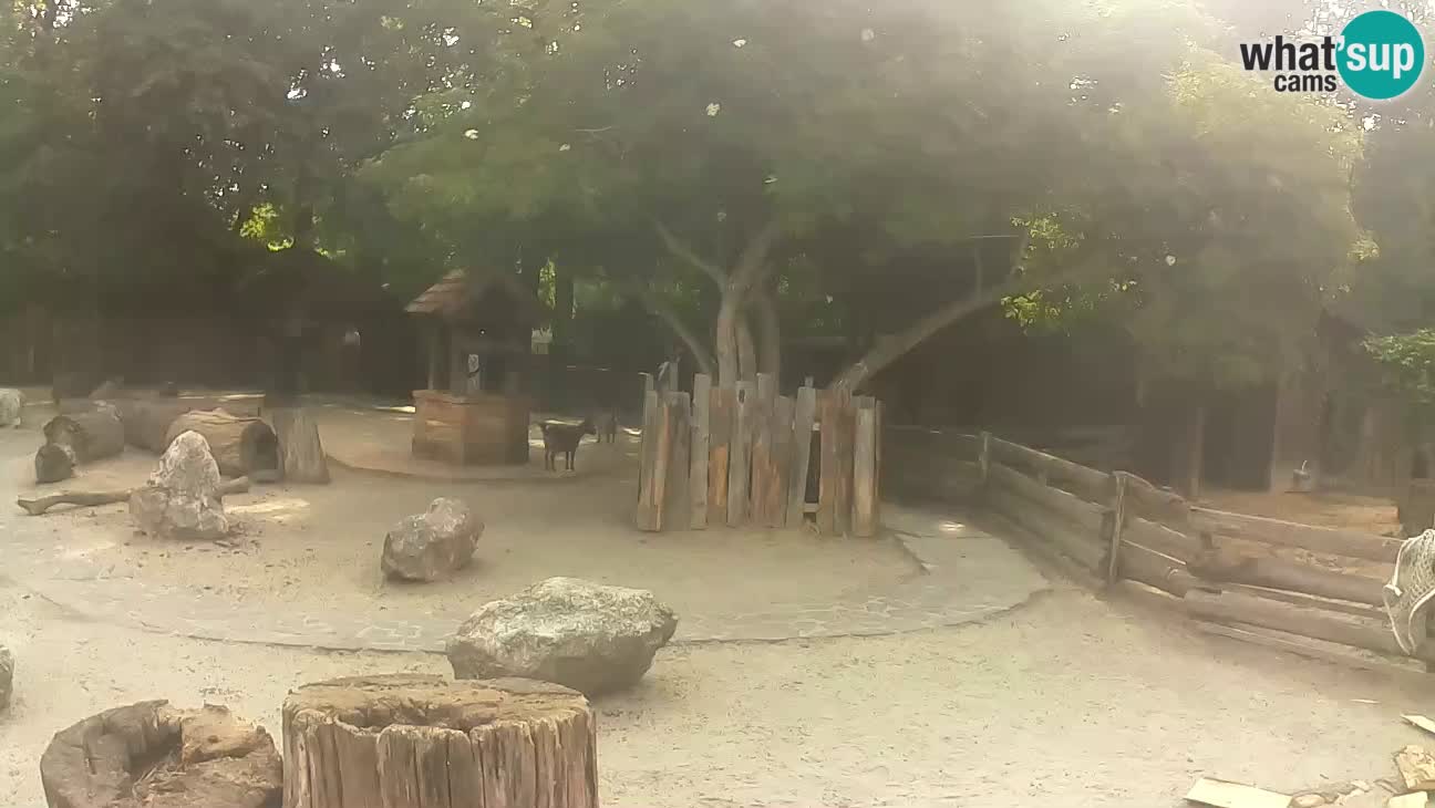 Zoo Zagreb – Brown Capuchin