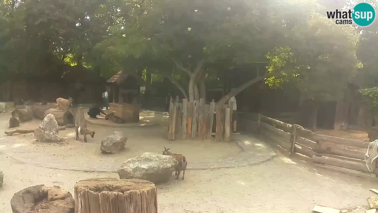 Zoo Zagreb – Cebus apella