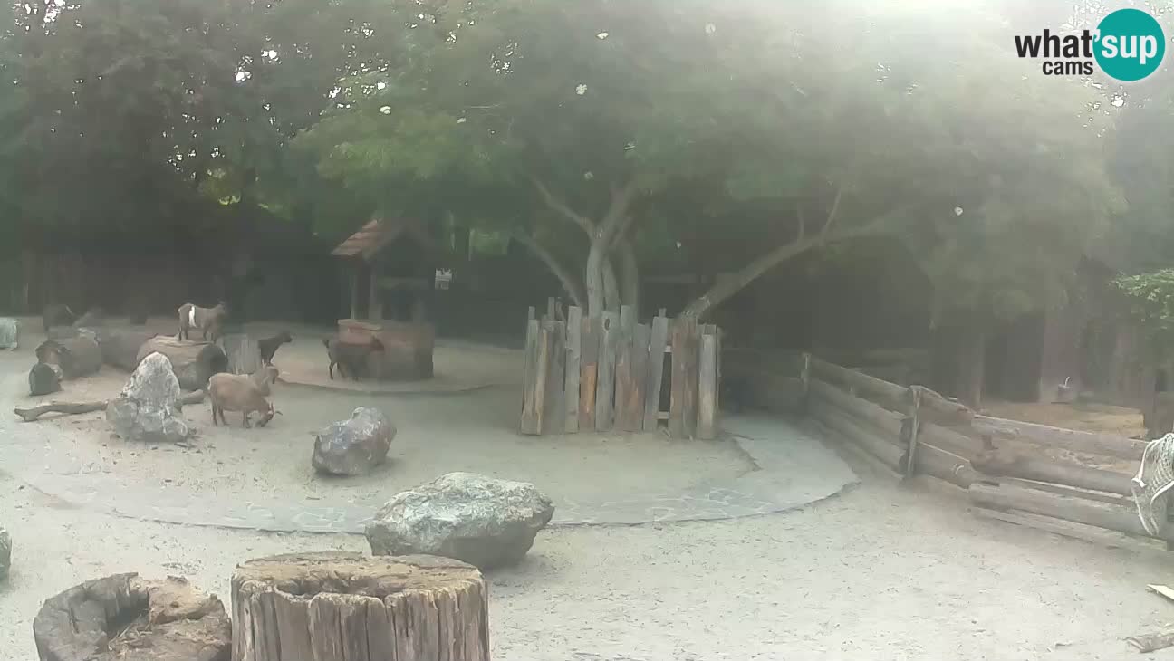 Zoo Zagreb – Brown Capuchin