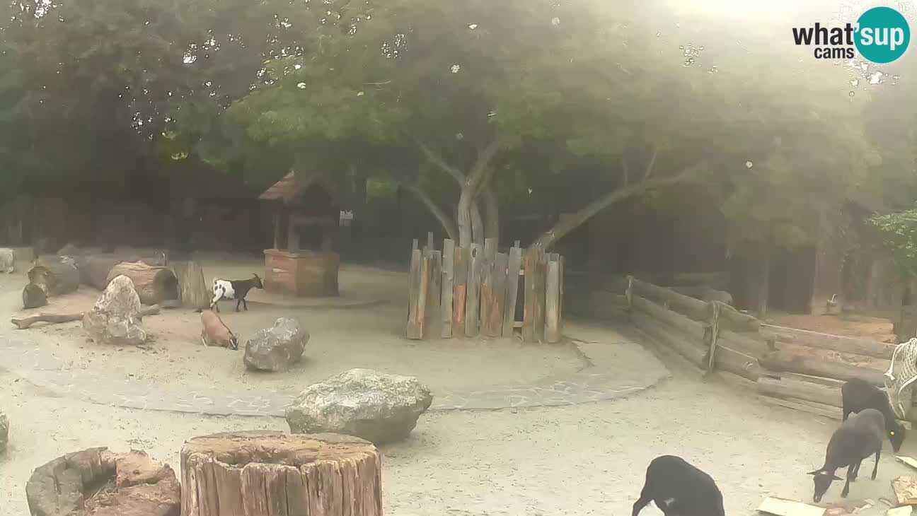 Zoo Zagreb – Brown Capuchin
