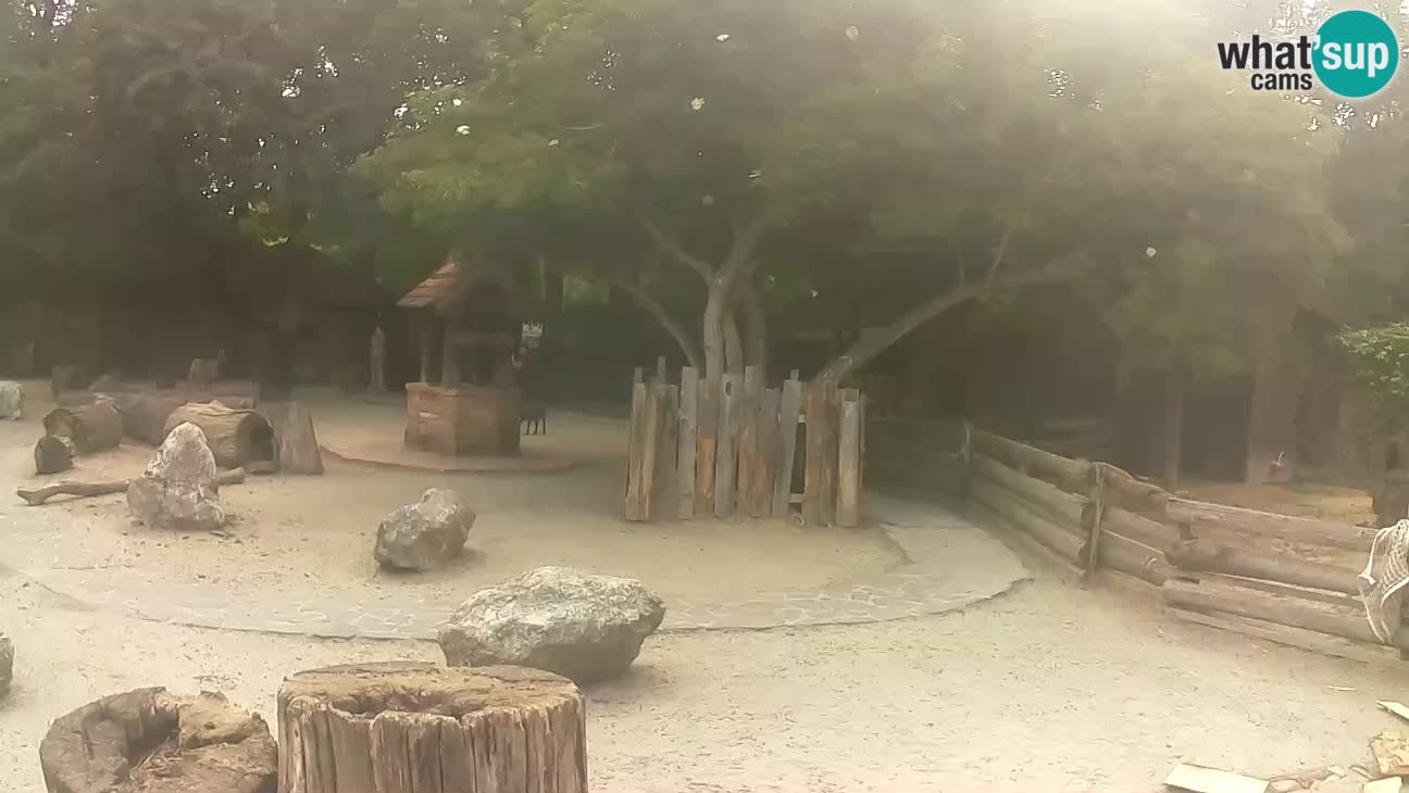 Zoo Zagreb – Brown Capuchin