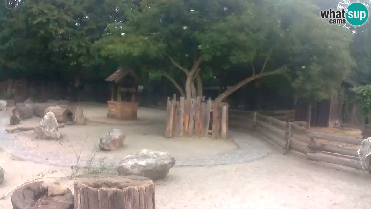 Zoo Zagreb – Cebus apella