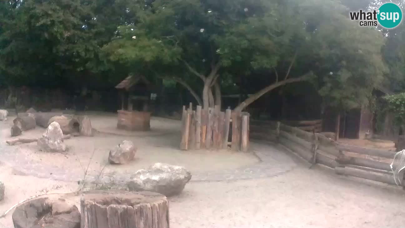 Zoo Zagreb – Rjava kapucinka