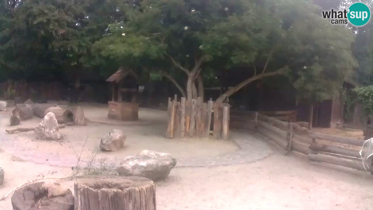 Zoo Zagreb – Cebo dai cornetti