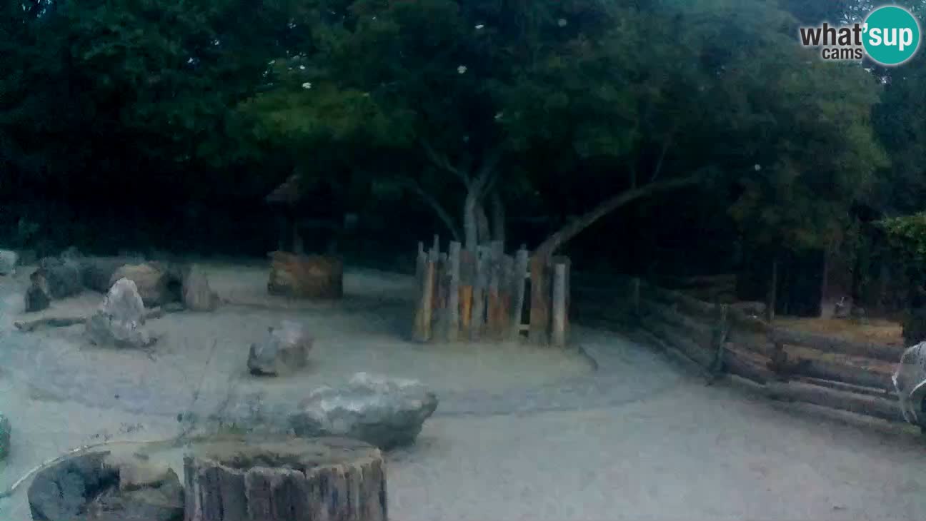 Zoo Zagreb – Cebo dai cornetti