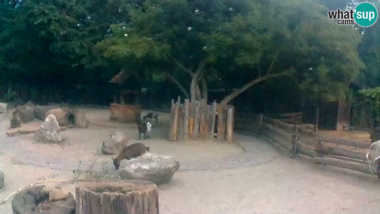 Zoo Zagreb – Rjava kapucinka