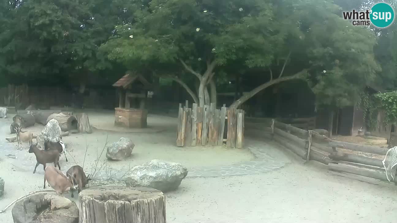 Zoo Zagreb – Rjava kapucinka