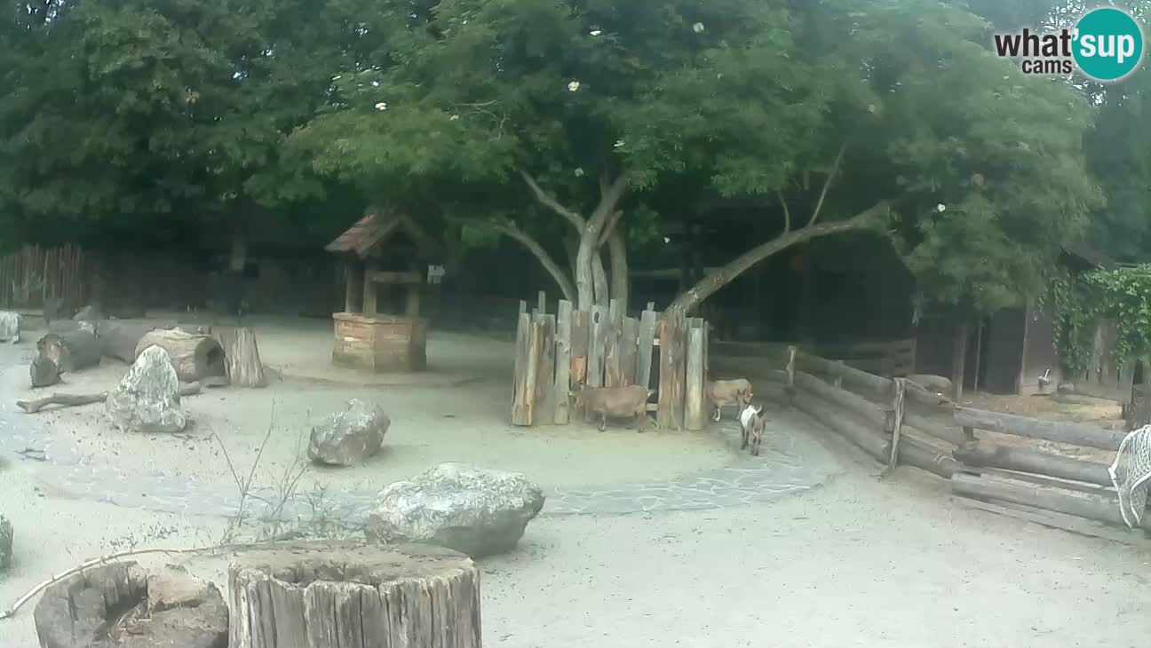 Zoo Zagreb – Brown Capuchin