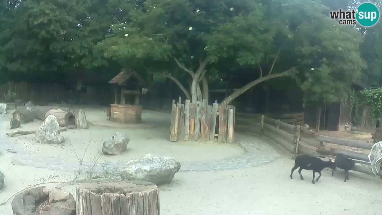Zoo Zagreb –  Mono maicero
