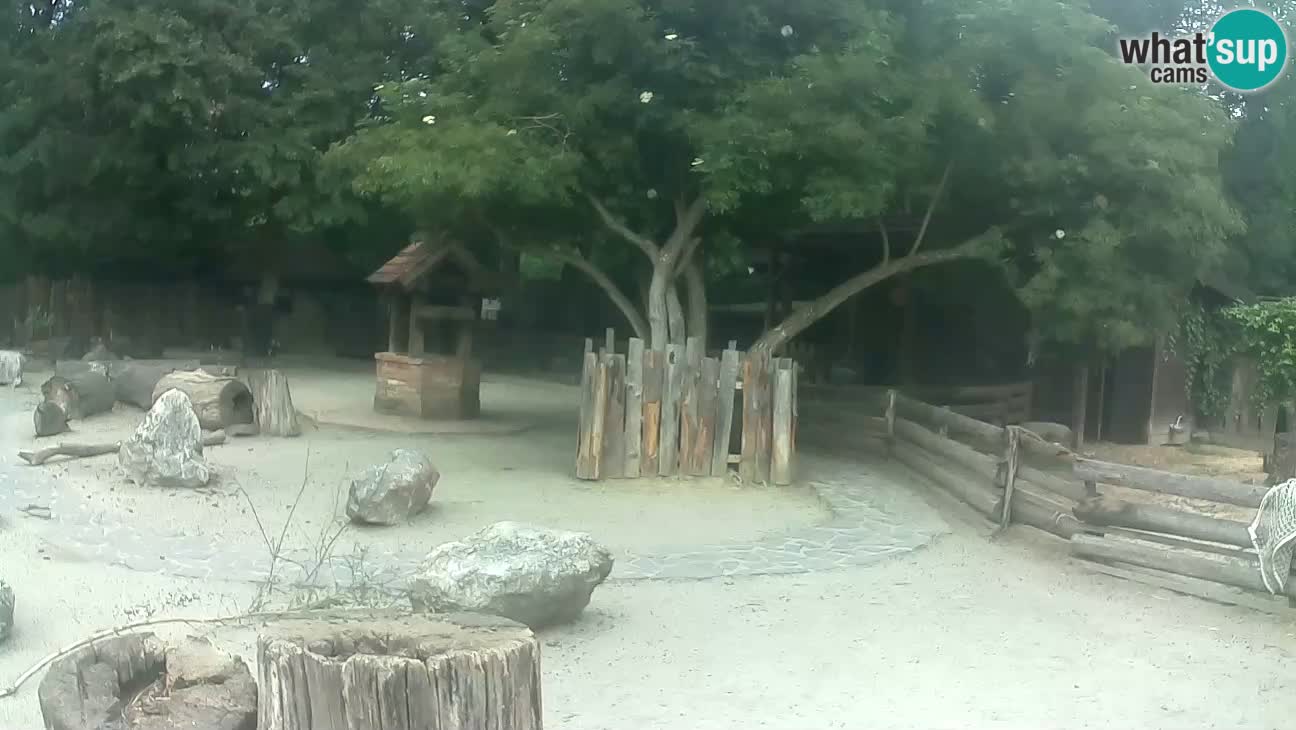 Zoo Zagreb –  Mono maicero