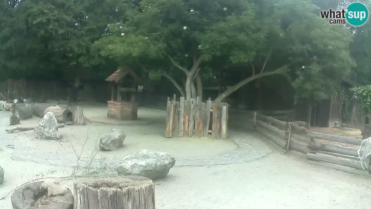 Zoo Zagreb –  Mono maicero