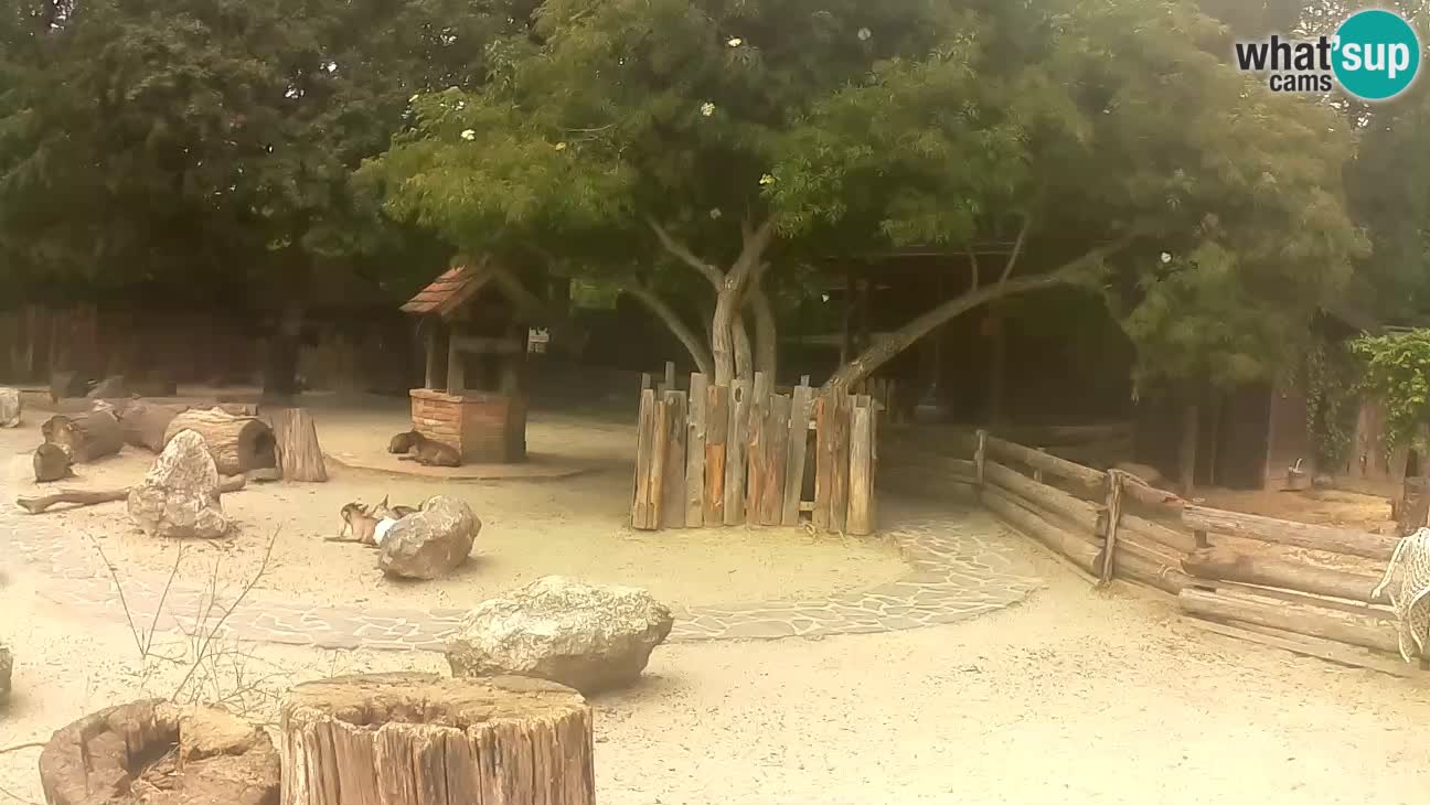 Zoo Zagreb – Brown Capuchin