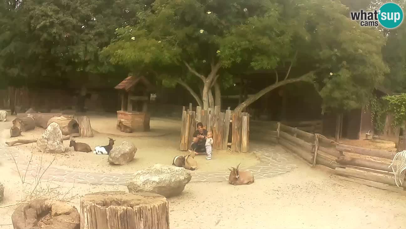Zoo Zagreb –  Mono maicero