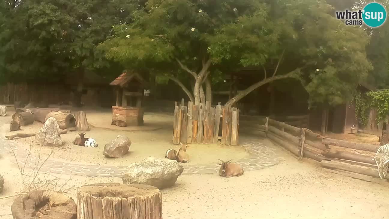 Zoo Zagreb – Brown Capuchin