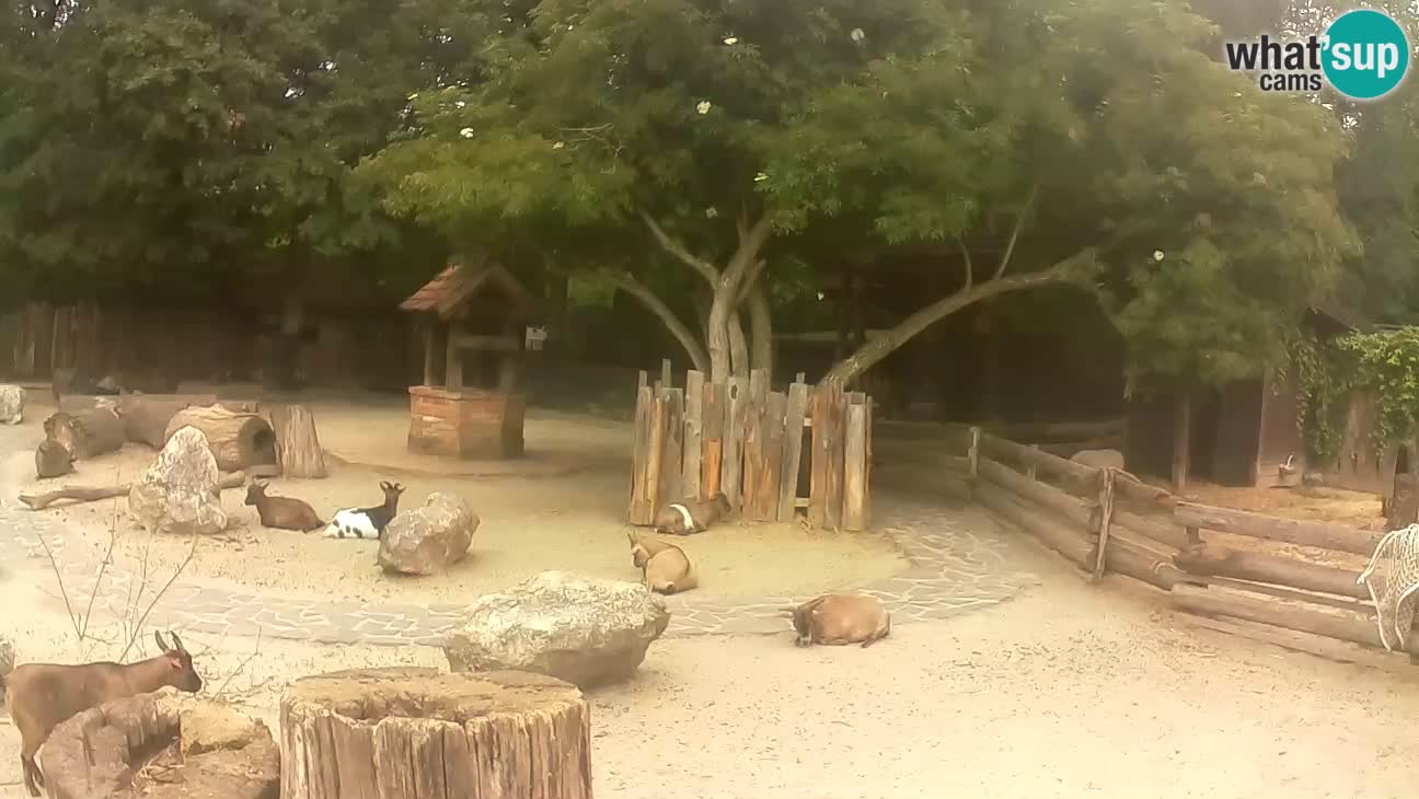 Zoo Zagreb – Cebo dai cornetti