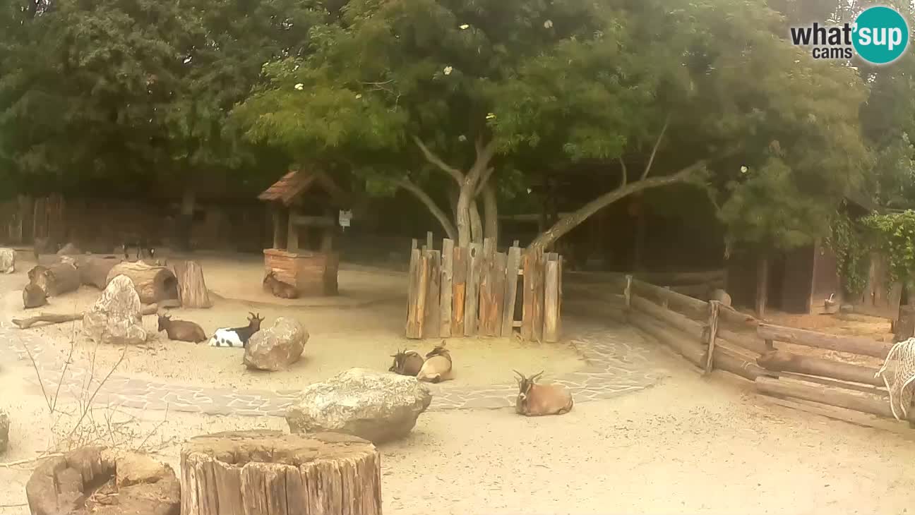 Zoo Zagreb – Cebo dai cornetti