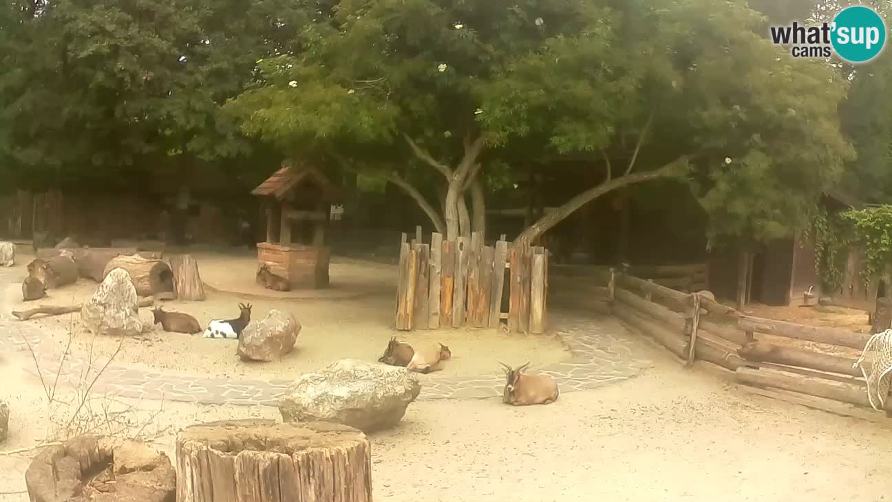 Zoo Zagreb – Cebo dai cornetti