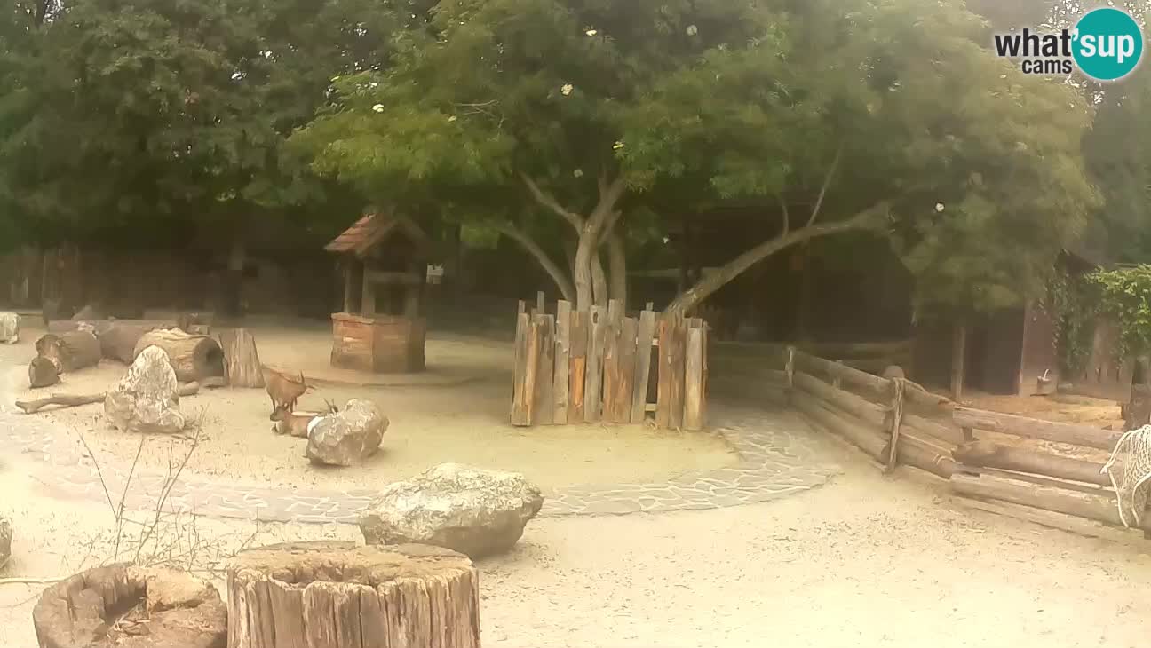 Zoo Zagreb – Rjava kapucinka