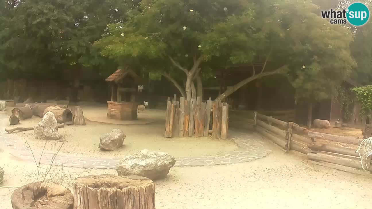 Zoo Zagreb –  Mono maicero