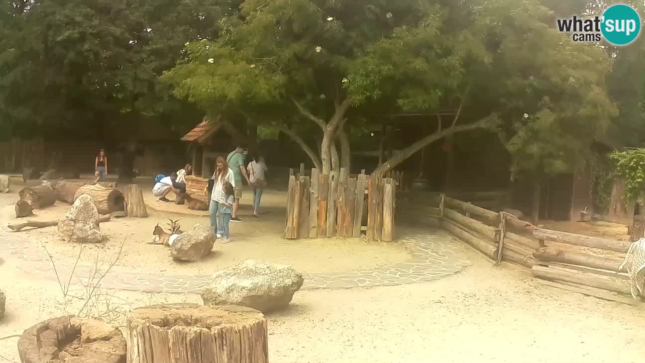 Zoo Zagreb – Cebus apella