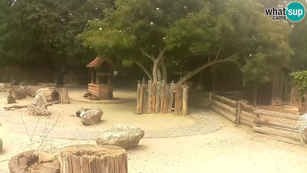 Zoo Zagreb –  Mono maicero