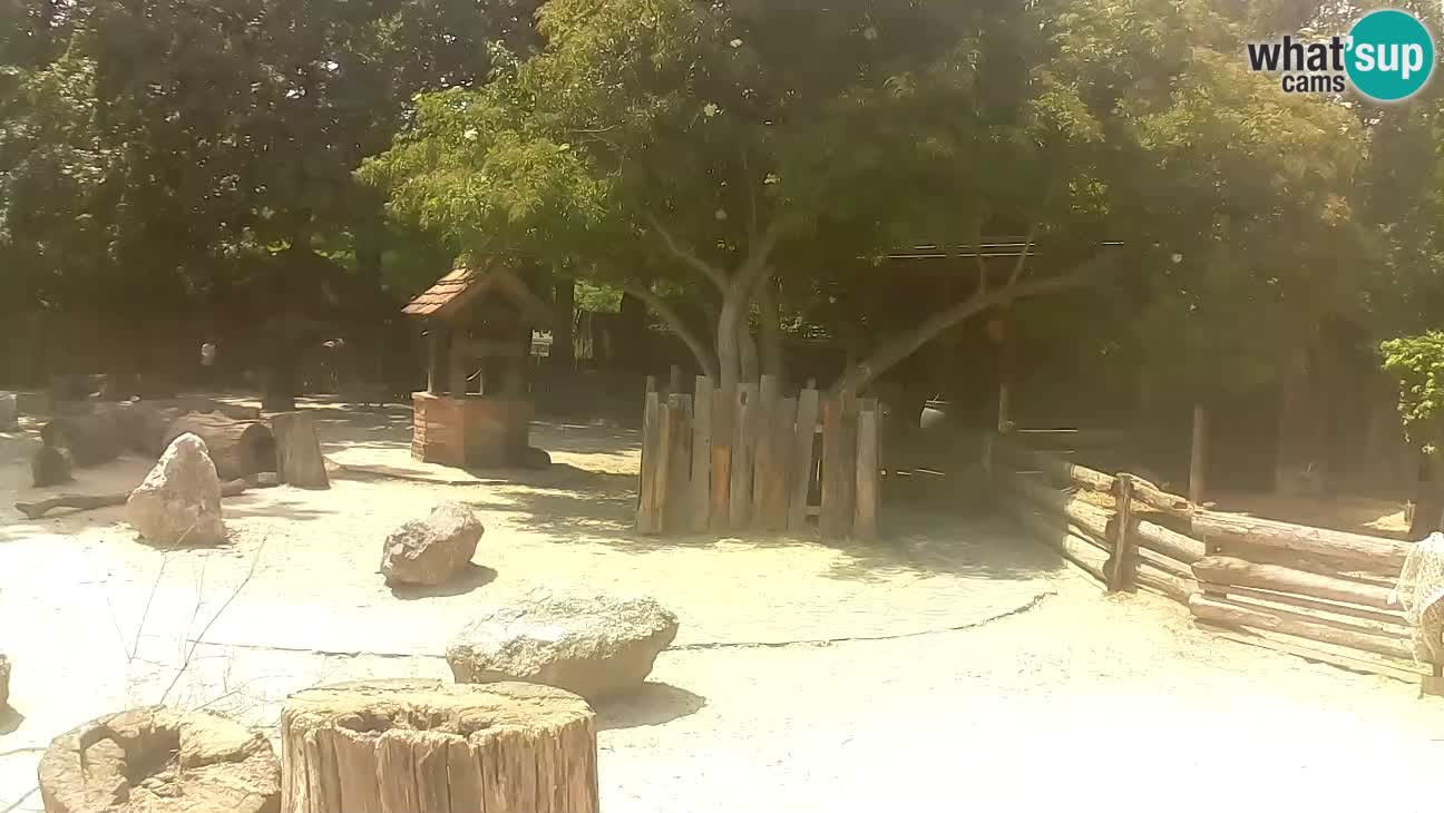 Zoo Zagreb – Haubenkapuziner