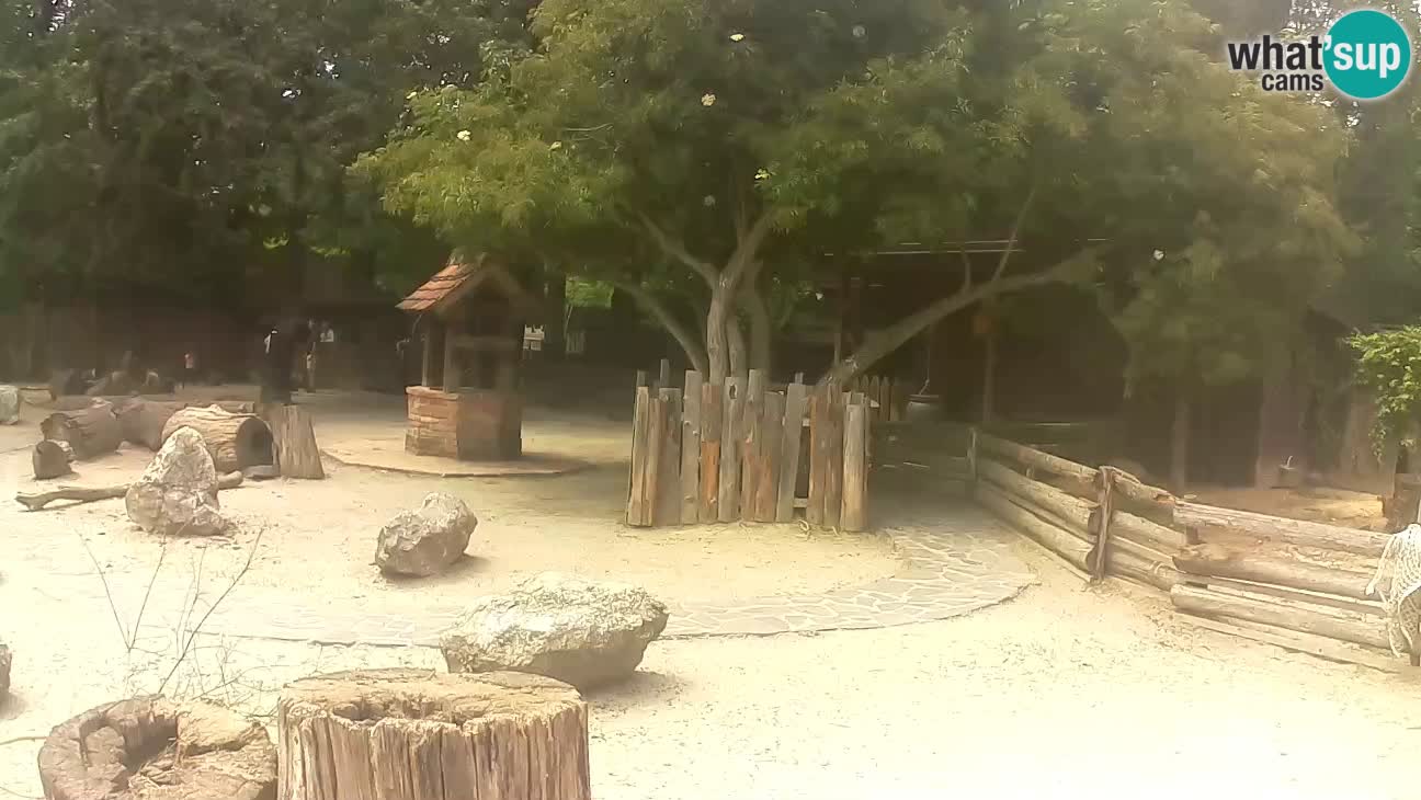 Zoo Zagreb –  Mono maicero