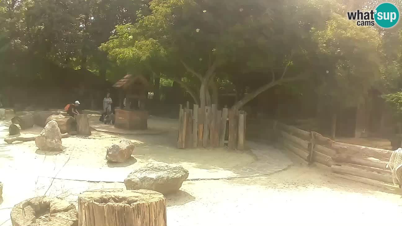 Zoo Zagreb – Brown Capuchin