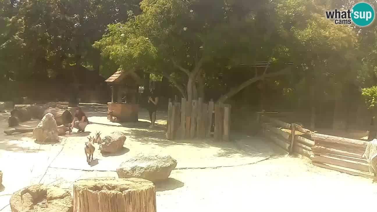 Zoo Zagreb – Brown Capuchin
