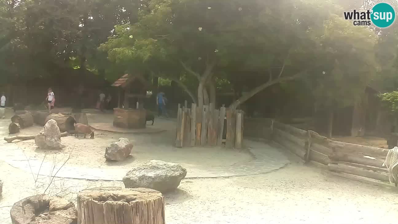Zoo Zagreb –  Mono maicero