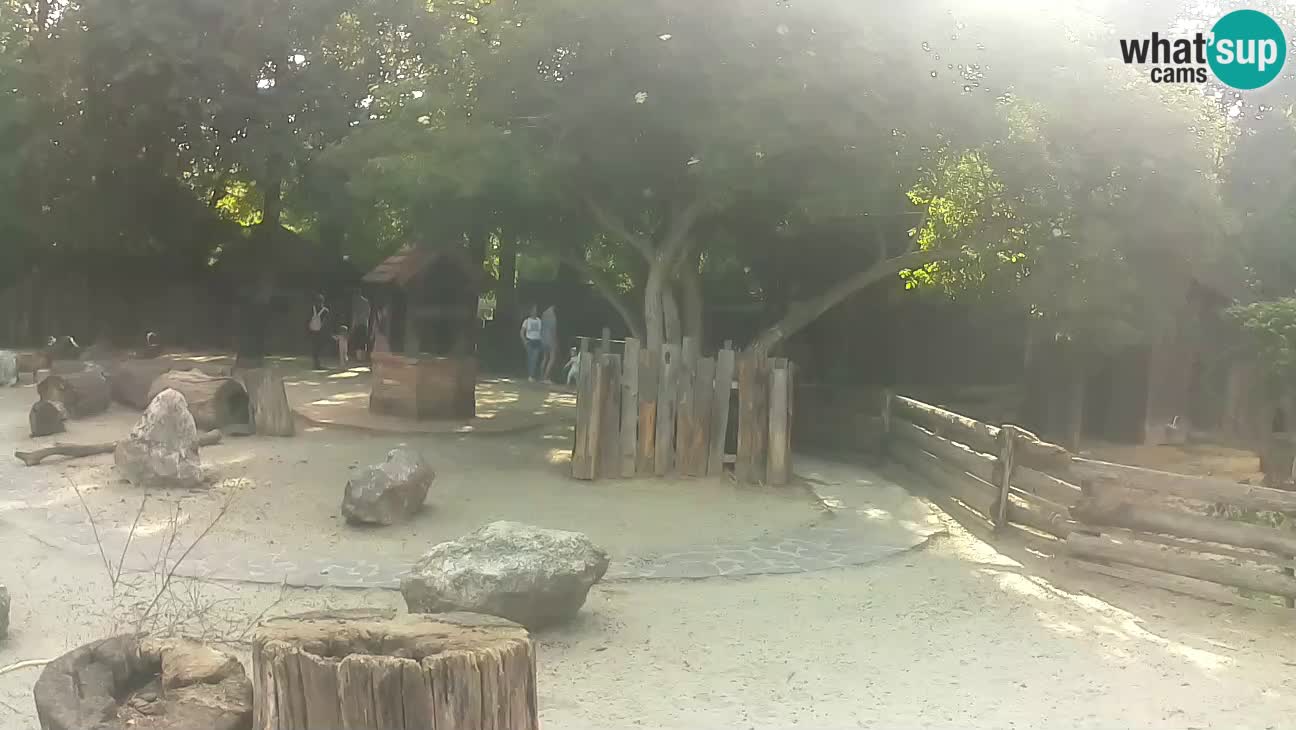 Zoo Zagreb – Brown Capuchin
