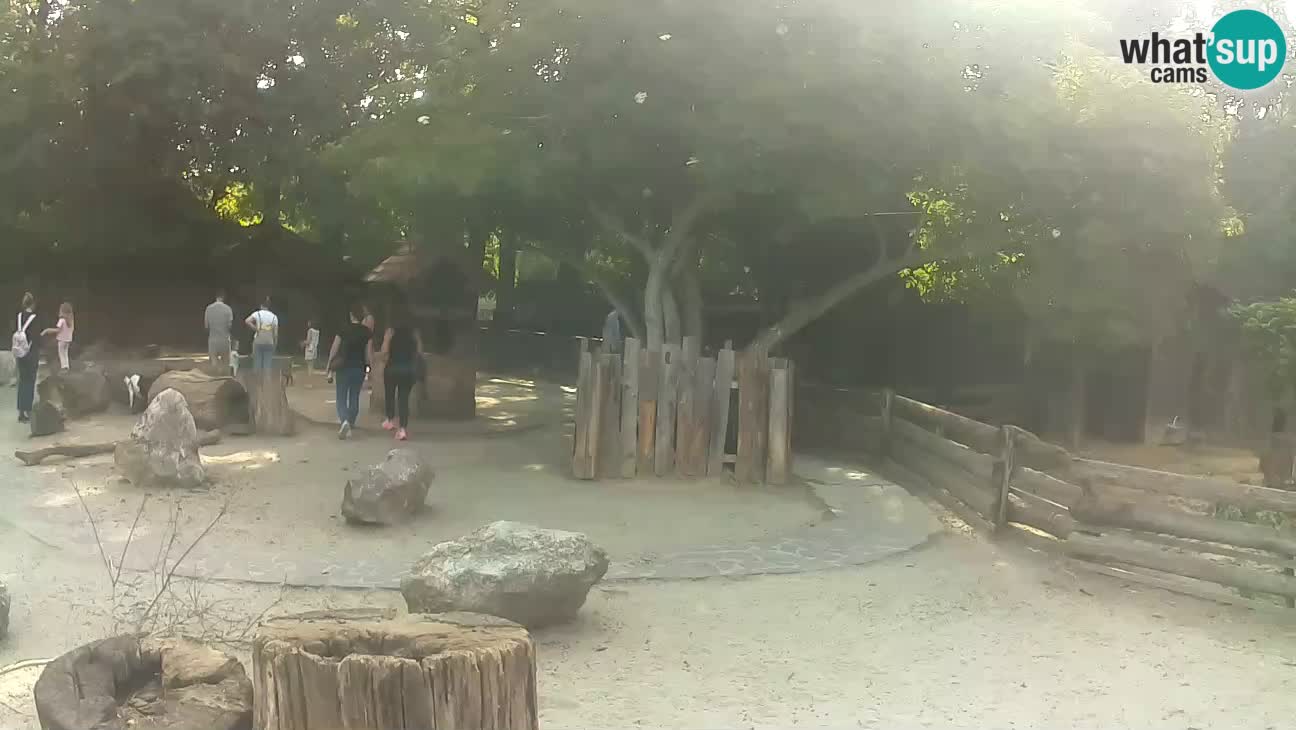 Zoo Zagreb – Cebo dai cornetti