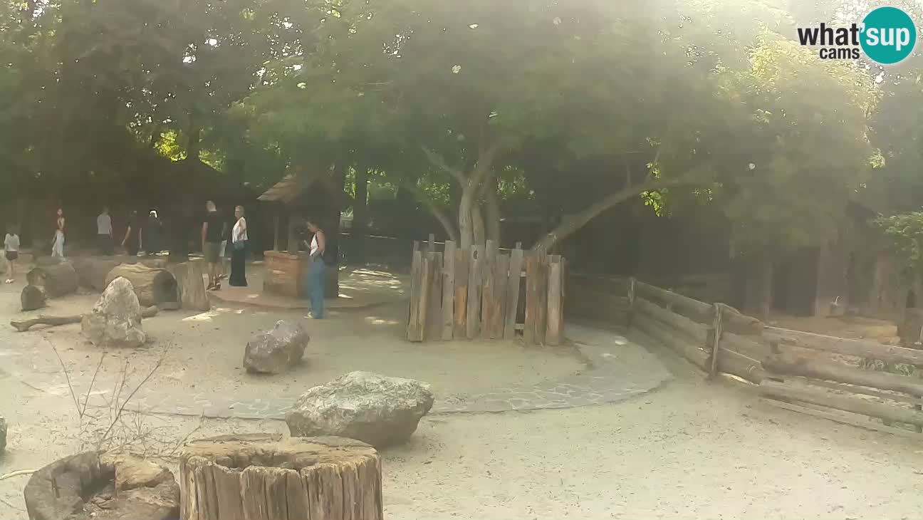 Zoo Zagreb – Rjava kapucinka