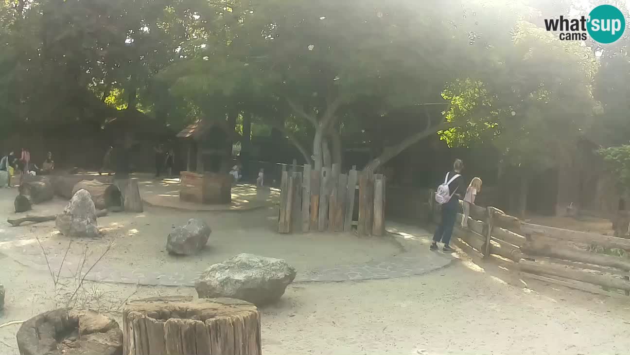 Zoo Zagreb – Brown Capuchin