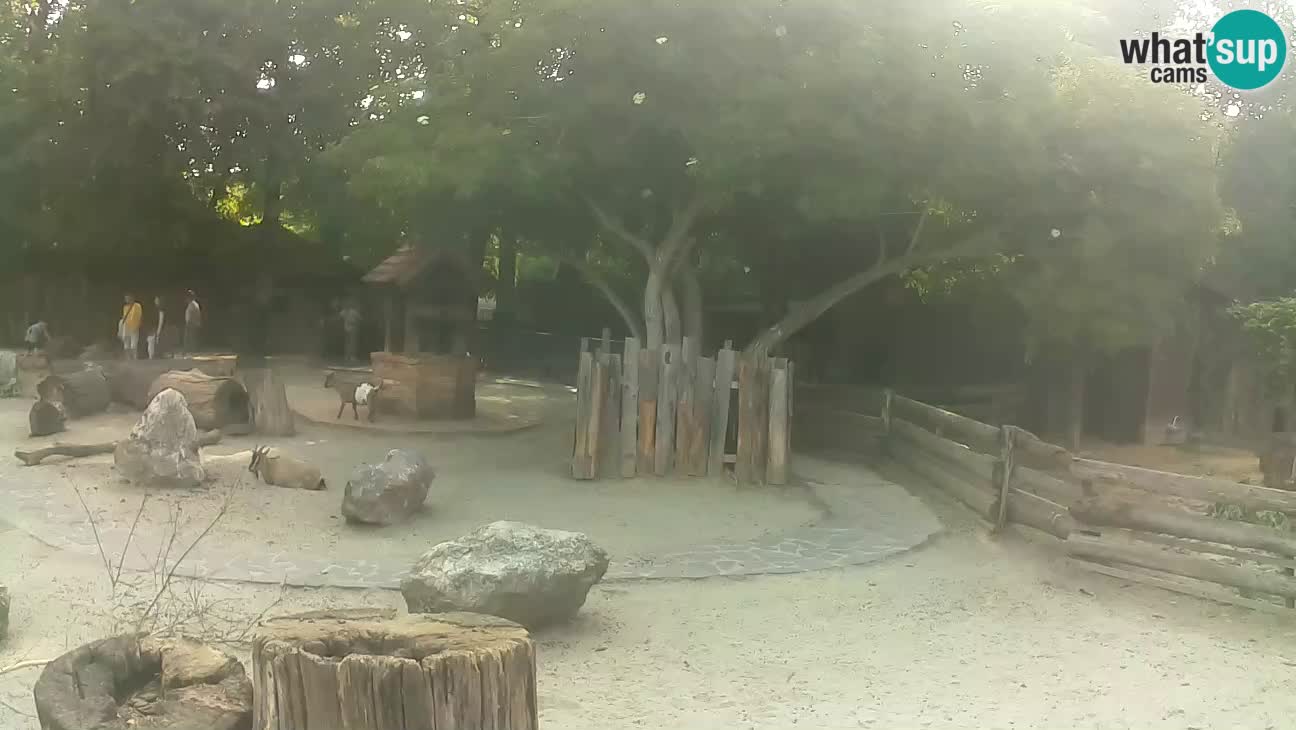 Zoo Zagreb – Brown Capuchin