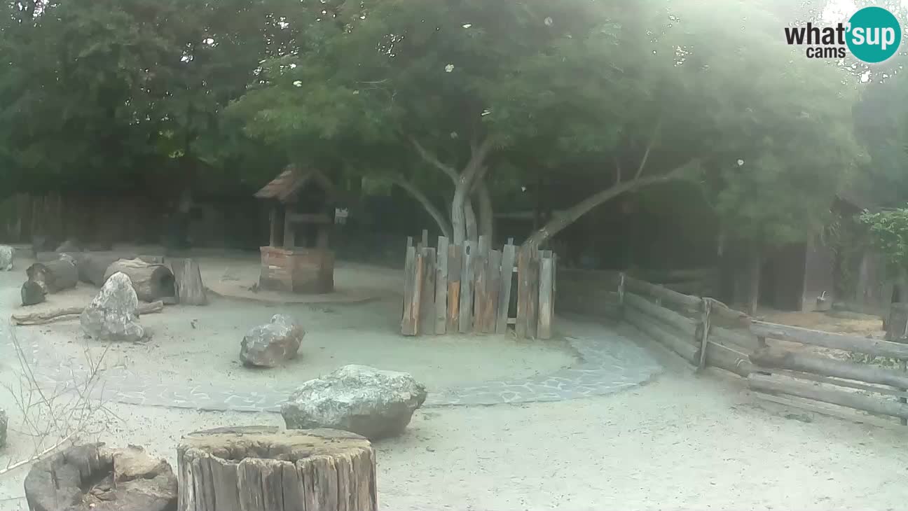 Zoo Zagreb – Rjava kapucinka