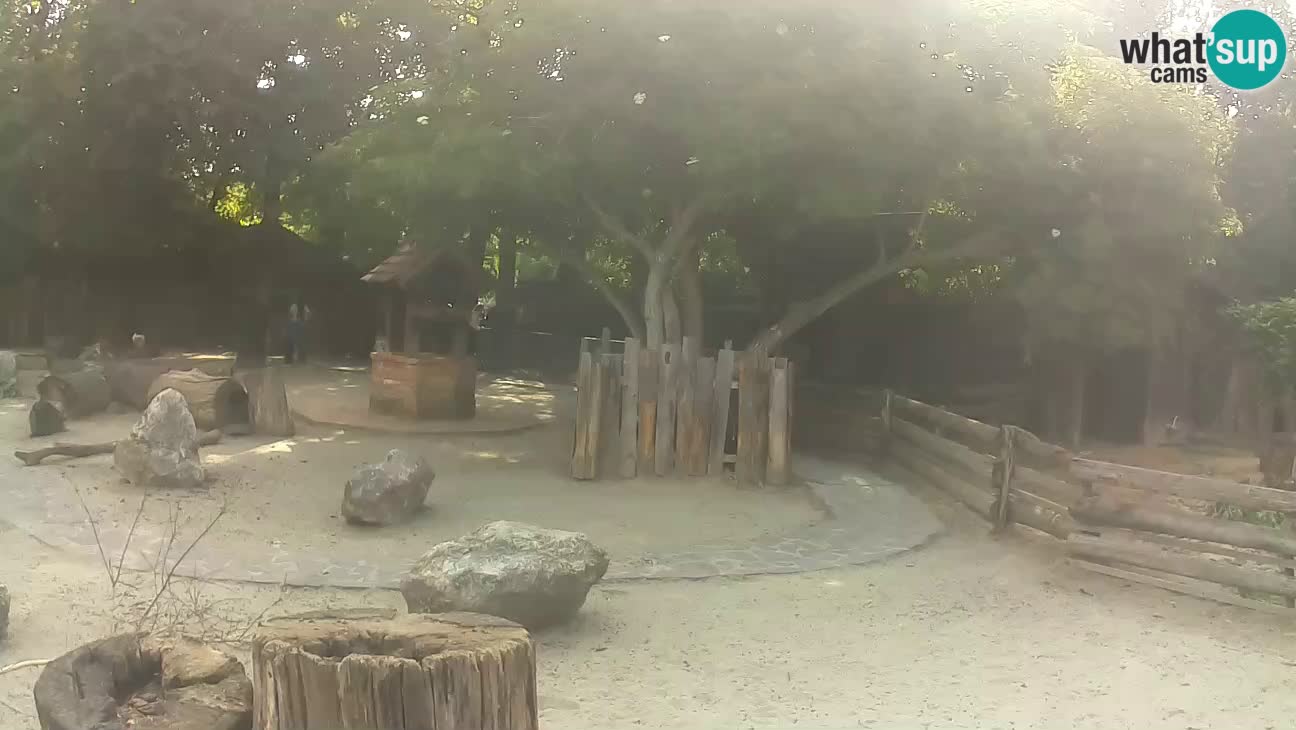 Zoo Zagreb – Brown Capuchin